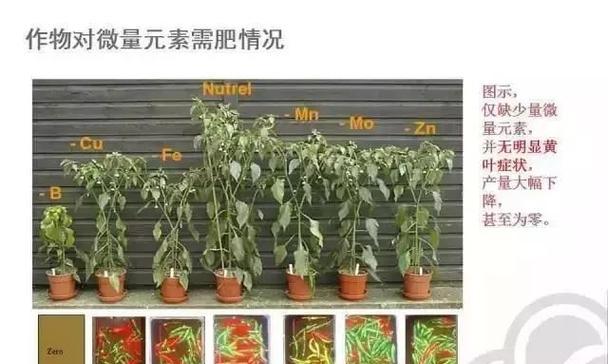 探析镁元素对植物的作用（从生理）