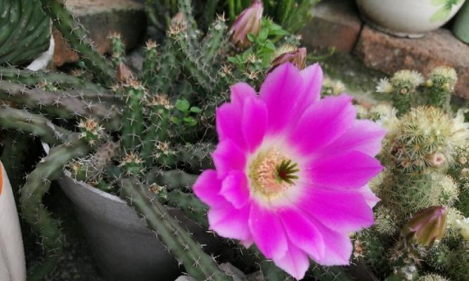 美花角的开花特点（探究美花角一年开几次花的因素）