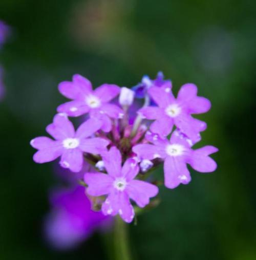 美女樱的花语和寓意开花代表什么（探究美女樱的花语和寓意）