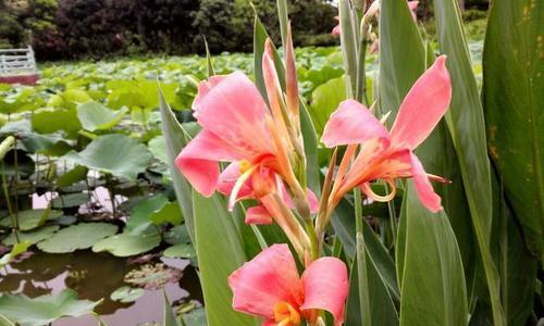 美人蕉开花时间及特点解析（探究美人蕉的花期和花语）