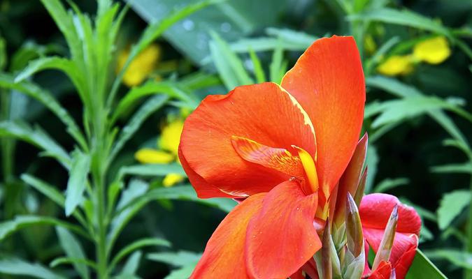 美人蕉开花季节及特点（了解美人蕉花开季节）