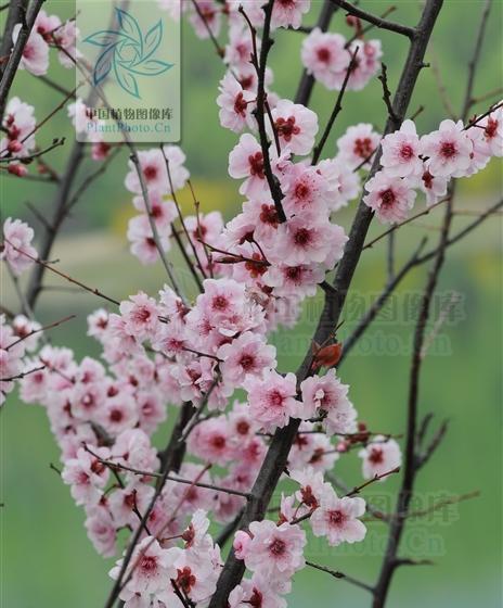 美人梅开花的时间与季节（揭开美人梅花开的奥秘）