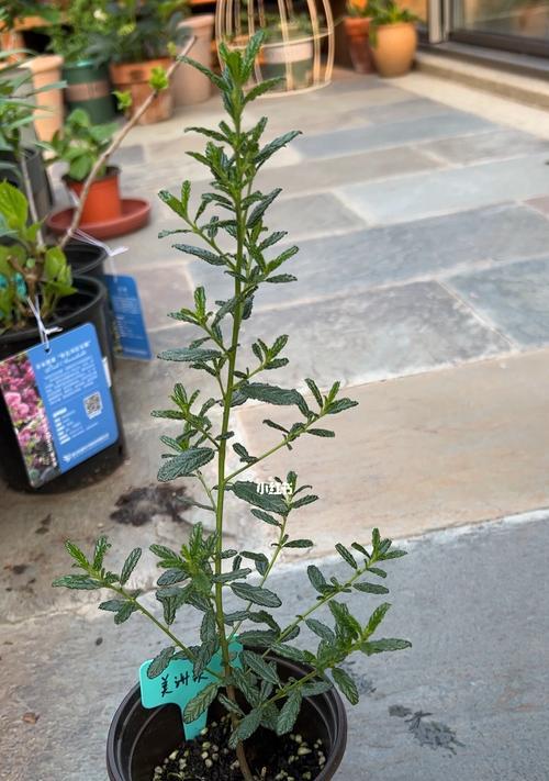 美洲茶南方的种植可行性剖析（探究美洲茶在南方地区的适生条件和产量表现）