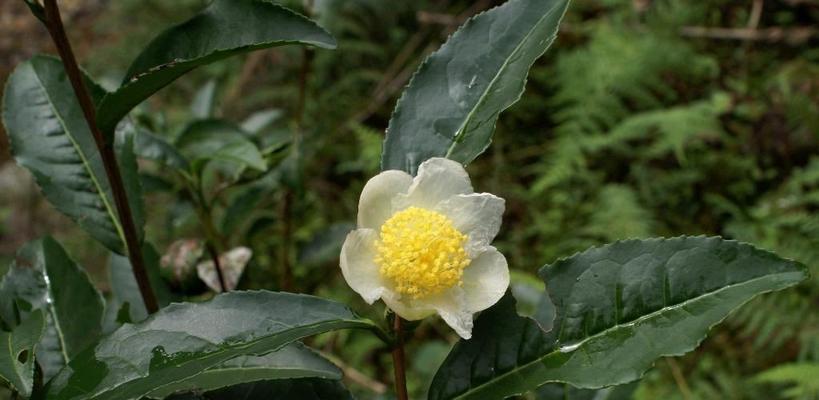 美洲茶南方的种植可行性剖析（探究美洲茶在南方地区的适生条件和产量表现）