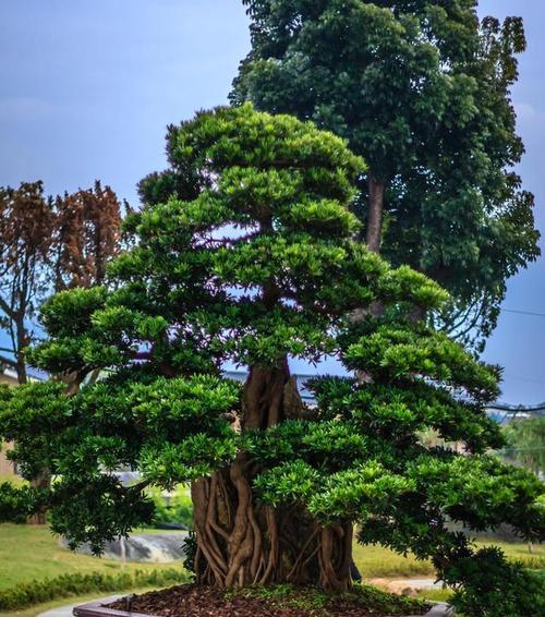 门前风景树，映照家园美（探究门前风景树的种类）