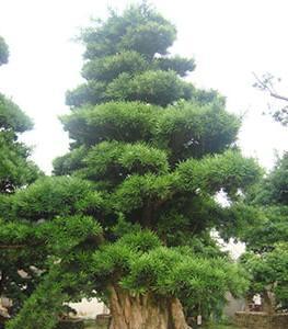 门前种罗汉松，打造园林美景（打造绿意盎然的庭院）