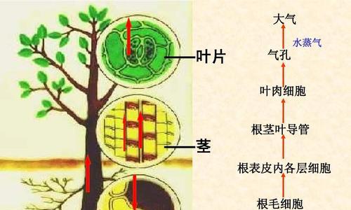 锰元素对植物的作用（探究锰元素在植物生长中的重要性）