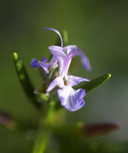 迷迭香——花语与寓意（醉人清香）