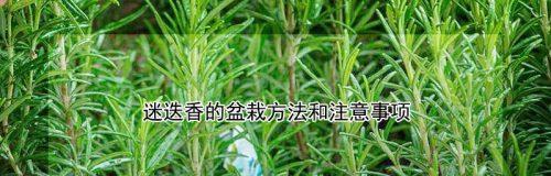 迷迭香养殖指南（从种植到收获）