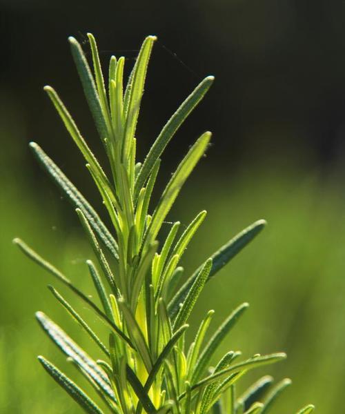 迷迭香的种植方法和养护技巧（种植迷迭香）