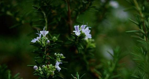 迷迭香开花时间及花期（了解迷迭香的花期及开花时间）