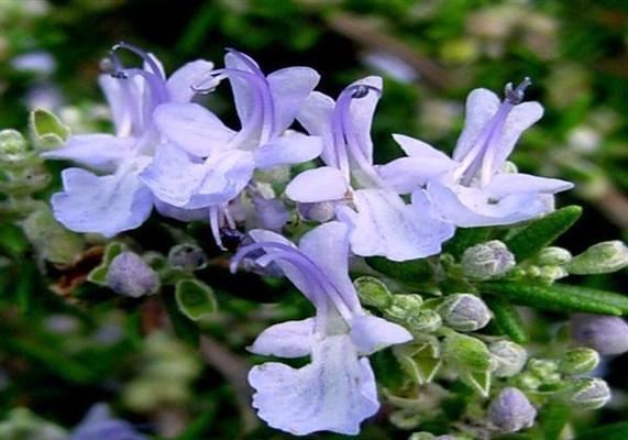 迷迭香开花时间及花期（了解迷迭香的花期及开花时间）