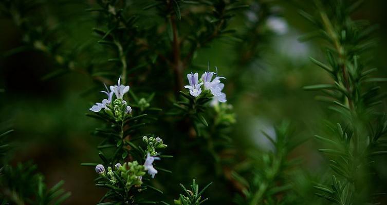 迷迭香不仅是香料，还是美丽的花（探寻迷迭香花开的美丽之处）