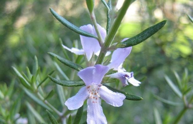 迷迭香花开时节及花语剖析（迷迭香是什么季节开的花）