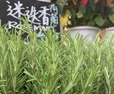 迷迭香种植指南（时间、方法、注意事项）