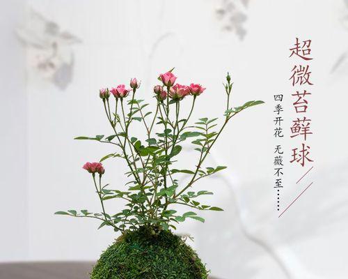 迷你玫瑰的开花频率（探究迷你玫瑰的开花周期与妙招）