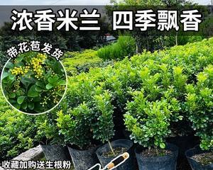 米兰四季花海（一年四季都能看到绚丽花海的秘密花园）