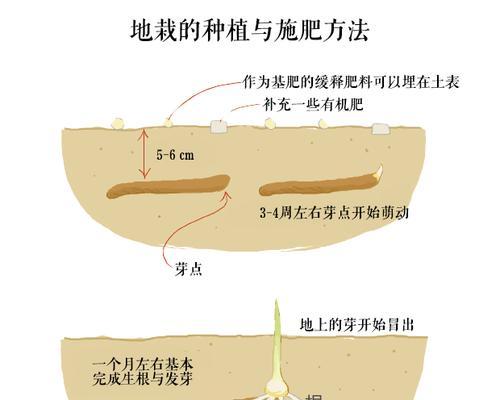 如何解决米兰叶子发蔫问题（原因分析及有效补救方法）