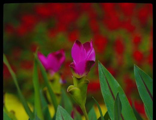 以姜荷花的花语为主题的文章（传递美丽和坚韧的力量——姜荷花的花语）