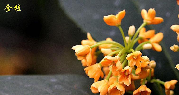 金桂花树花语与人生的启示（美丽的金桂花树）