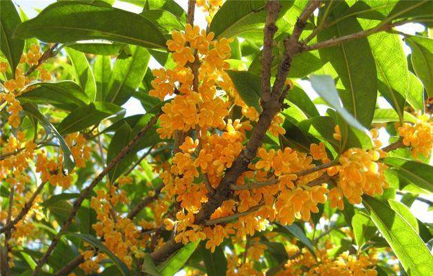 金桂花树花语与人生的启示（美丽的金桂花树）