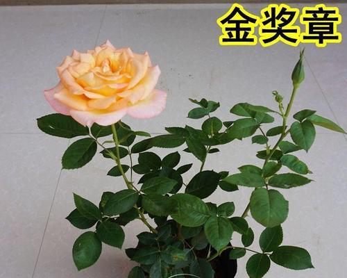 金奖章月季花语（花开满园）