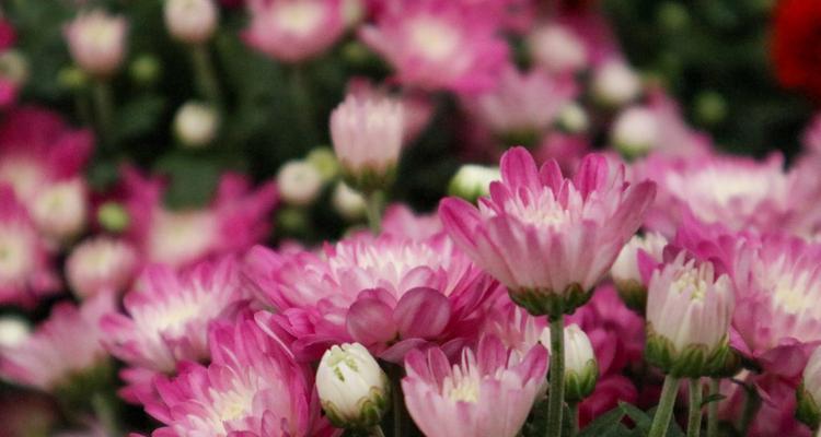 粉色菊花的花语之美与温柔（以粉色菊花为媒介）