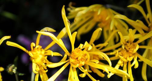 探寻菊花的多彩世界（花开菊色）