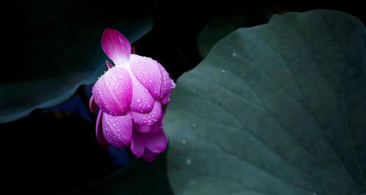 蓝荷花的花语——静谧与纯净的象征（蓝荷花传达的温柔与沉静）