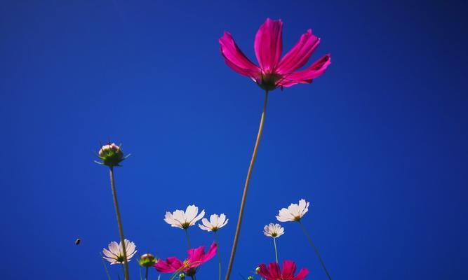 蓝色翠菊的花语（探寻蓝色翠菊背后的花语密码）