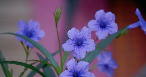 蓝色兰花的花语及其寓意（探寻蓝色兰花所传递的美好信息）