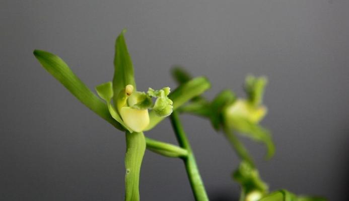 揭秘兰花飞肩的含义与传说（探索兰花飞肩的起源）