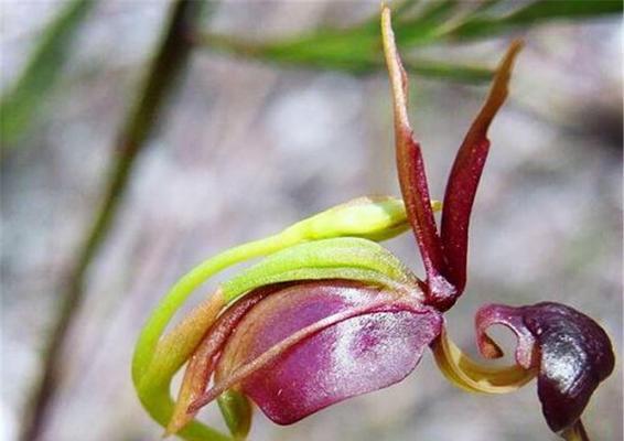 揭秘兰花飞肩的含义与传说（探索兰花飞肩的起源）