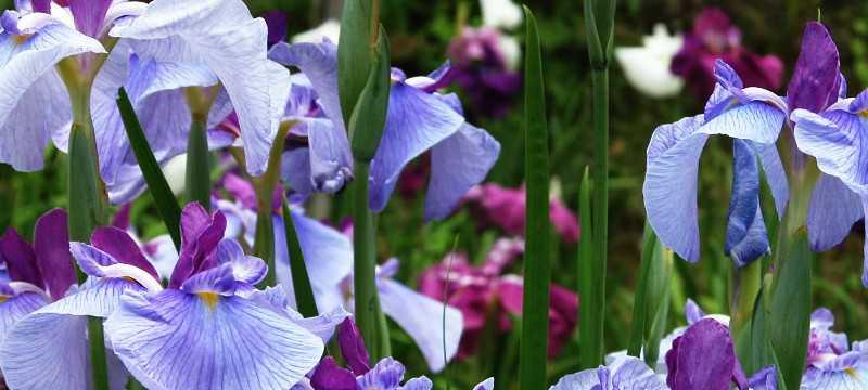 兰花（在兰花的世界中）