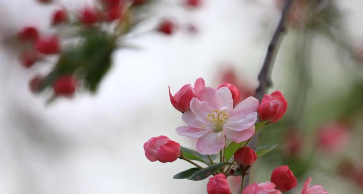 龙须海棠花语传递的美好与祝福（探寻龙须海棠的花语之谜）