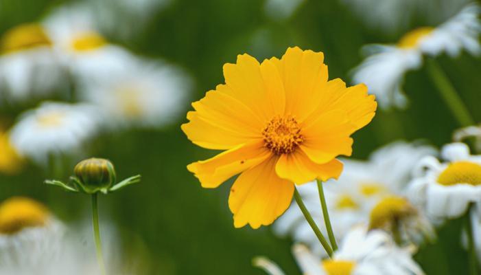 雏菊的花语——绿色的希望（探寻绿色雏菊所代表的花语）