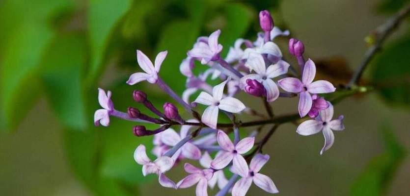 毛蟹爪兰花语（毛蟹爪兰花的花语及寓意解读）