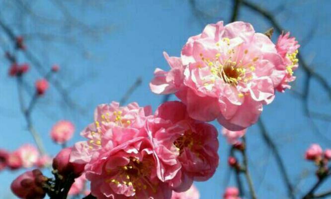 梅花的花语与寓意（春寒料峭中的坚强与希望——梅花花语探析）