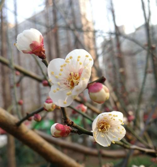 梅花的花语与寓意（春寒料峭中的坚强与希望——梅花花语探析）