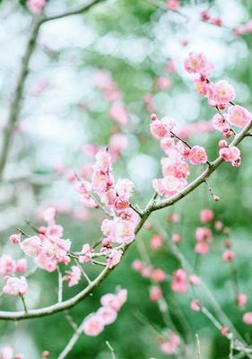 梅花花语-探寻美丽背后的含义（梅花花语的意义与象征-解读美丽之谜）