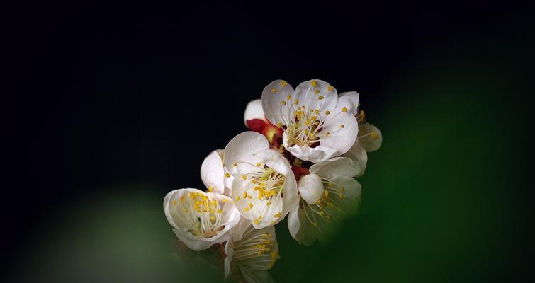 以梅花先花后叶寓意（寒冬中的坚韧与希望）