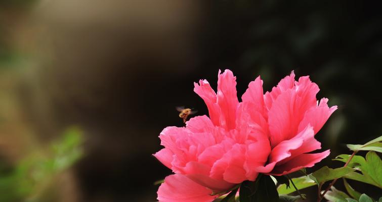 牡丹花（揭开牡丹花背后的花语之谜）