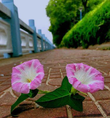 牵牛花——爱情的守护使者（牵牛花花语与传说）