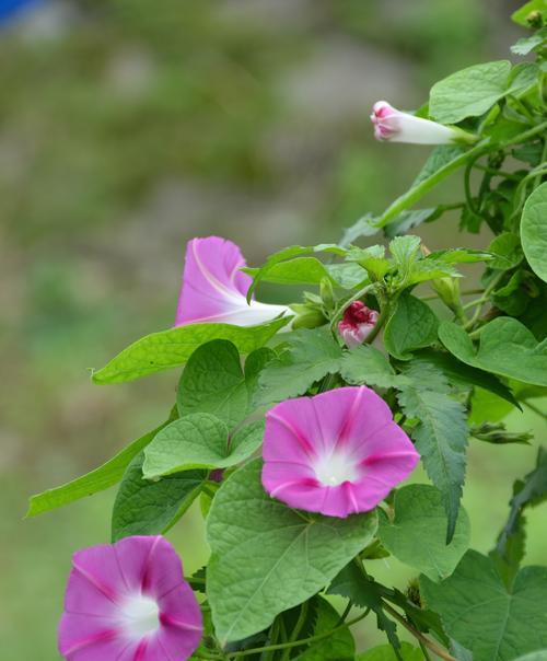 牵牛花的寓意与象征意义（探究牵牛花所代表的爱情）