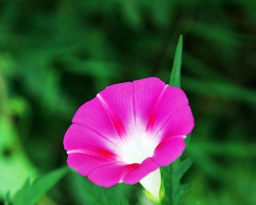 牵牛花的花语与美丽花园（牵牛花）