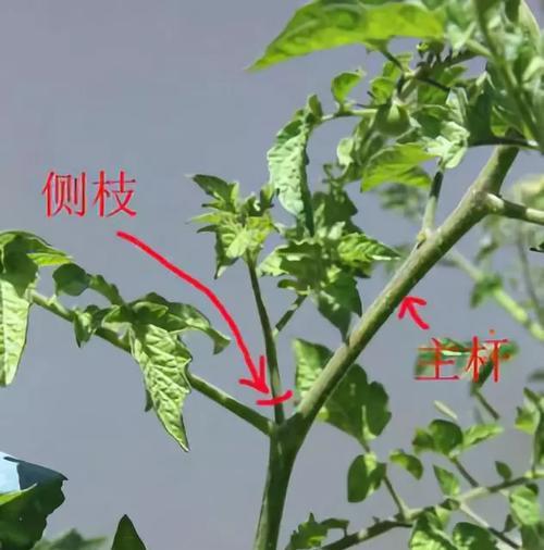 植物繁殖技术之扦插和压条法（探索植物生长新路径）