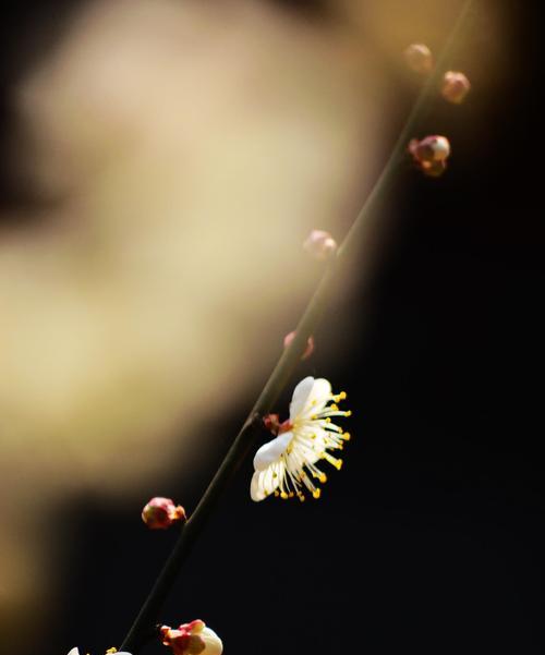 青梅花语的美丽与深意（传递生机与坚韧的花朵）