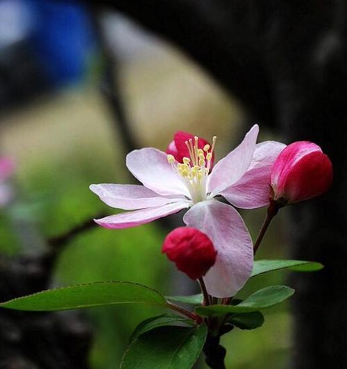 世界花语品种大观——花开花落，情谊永留（花语品种丰富多样）