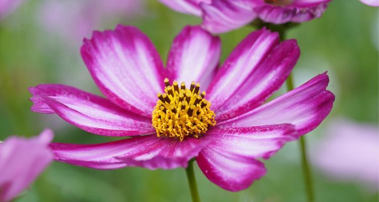 世界花语品种大观——花开花落，情谊永留（花语品种丰富多样）