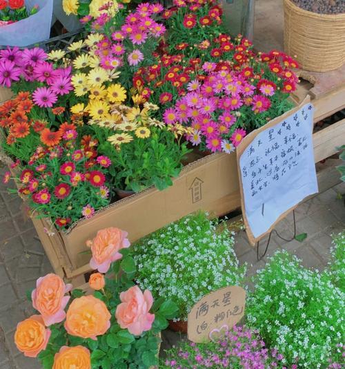 小菊花（探寻小菊花的美与寓意）